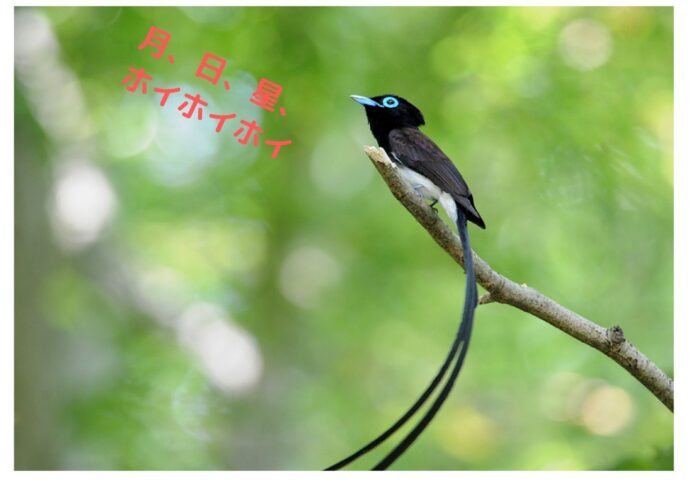 今週は？？？
