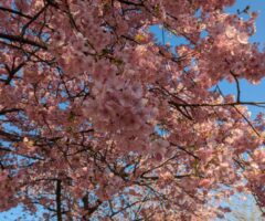 河津桜を見た