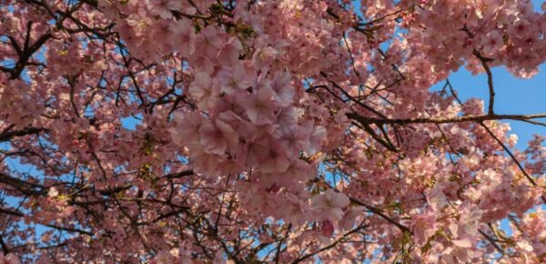 河津桜を見た