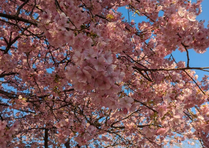 河津桜を見た