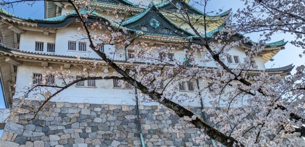 尾張の桜はいかに・・・