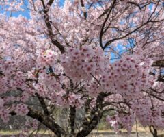 高遠桜はやっぱり・・・