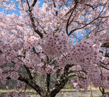 高遠桜はやっぱり・・・