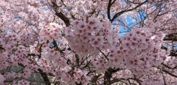 高遠桜はやっぱり・・・