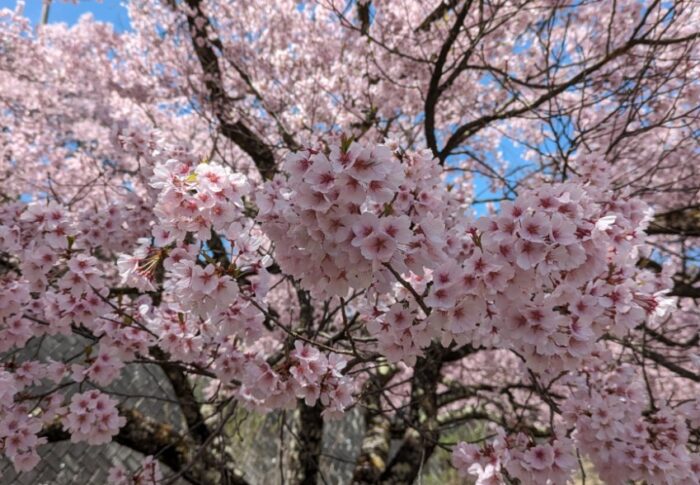 高遠桜はやっぱり・・・