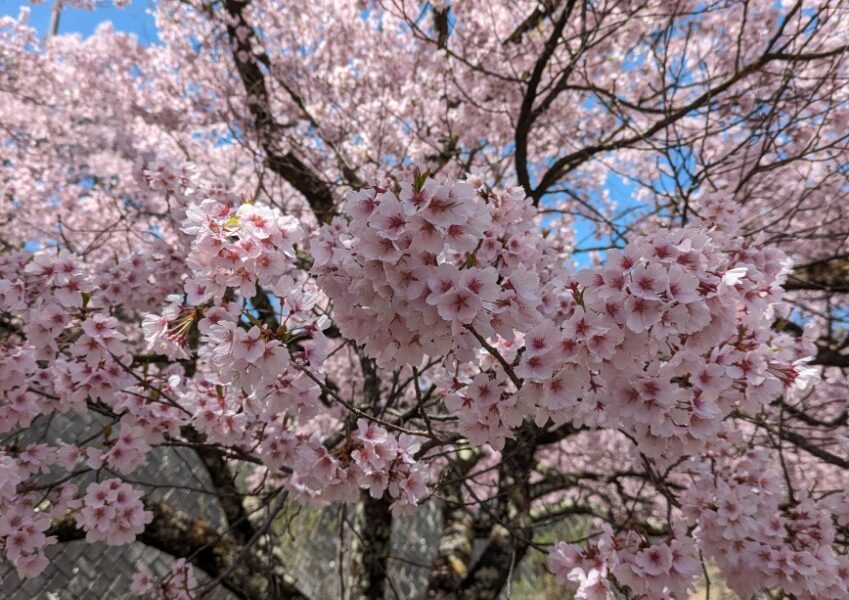 高遠桜はやっぱり・・・
