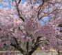 高遠桜はやっぱり・・・